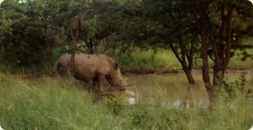 southafrica2