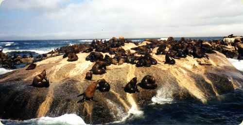 southafrica4
